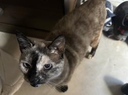 Lost Female Cat last seen Bauer hockley rd, Hockley, TX 77447