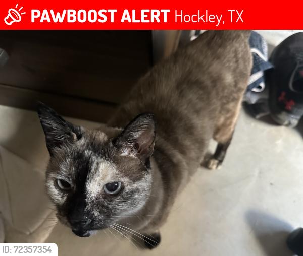 Lost Female Cat last seen Bauer hockley rd, Hockley, TX 77447