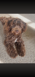 Lost Female Dog last seen Duck pond Kings Hwy, Shreveport, LA 71105