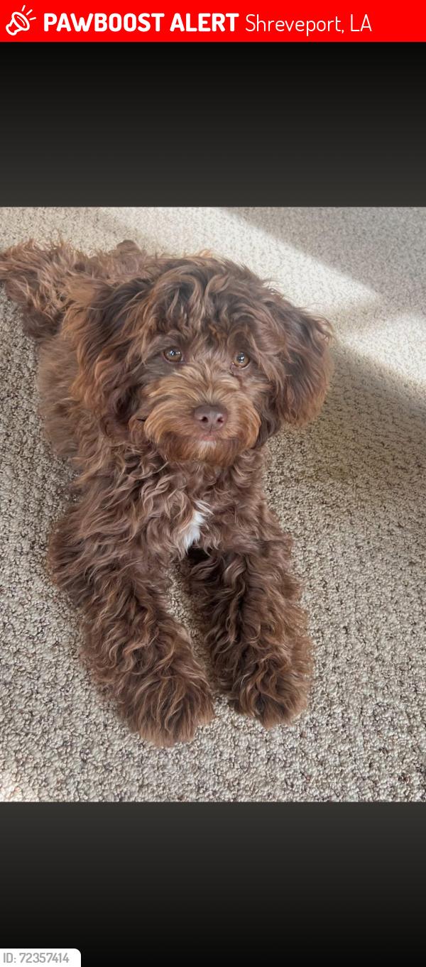 Lost Female Dog last seen Duck pond Kings Hwy, Shreveport, LA 71105