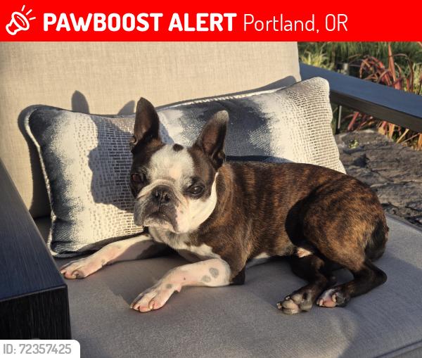 Lost Male Dog last seen N. Tomahawk and N Lotus Isle Dr, Portland, Oregon, Portland, OR 97217