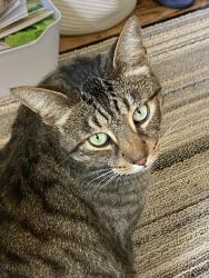 Lost Male Cat last seen Delores union city, Union City, CA 94587