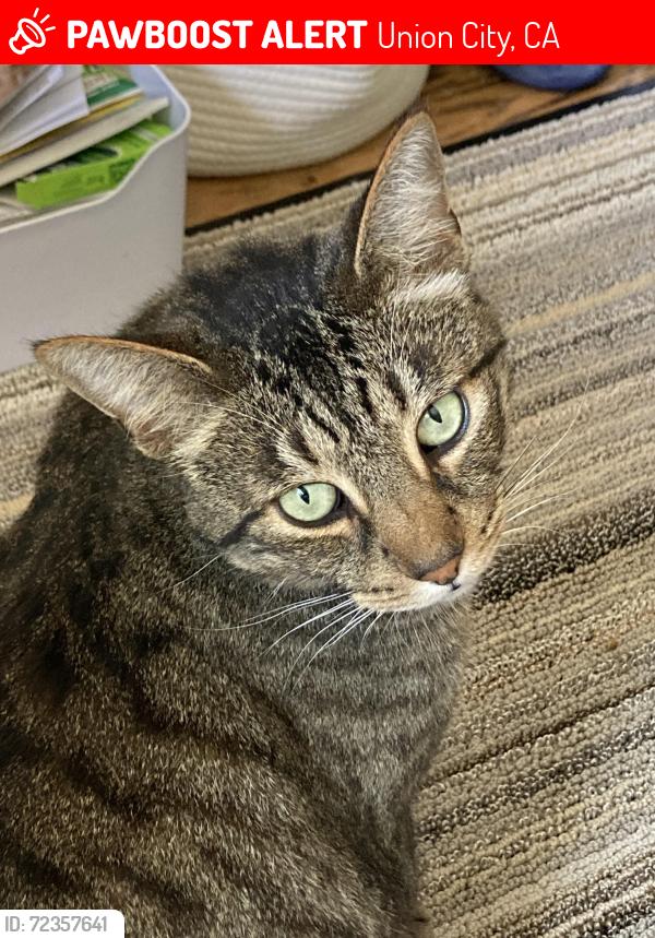 Lost Male Cat last seen Delores union city, Union City, CA 94587
