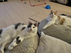 Lost Female Cat last seen Oakwood Road and Wiltshire Blvd, Huntington, WV 25701