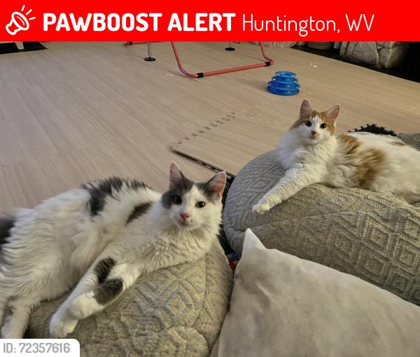 Lost Female Cat last seen Oakwood Road and Wiltshire Blvd, Huntington, WV 25701