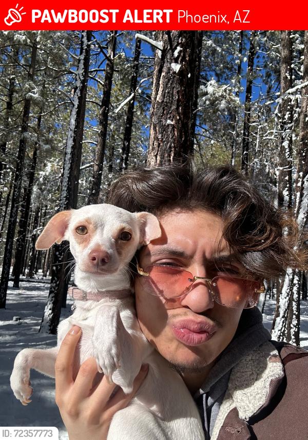Lost Female Dog last seen Taco Bell or the qt or anywhere in that area , Phoenix, AZ 85017