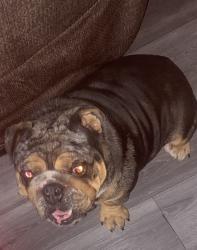 Reunited Male Dog last seen Hobie Lane, San Jose, CA 95127