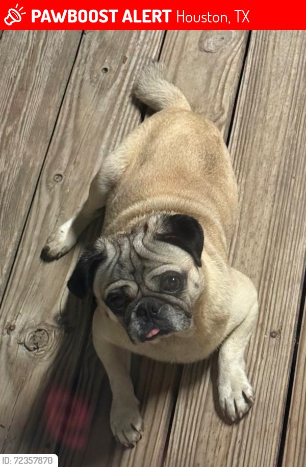 Lost Male Dog last seen trout street , Houston, TX 77093