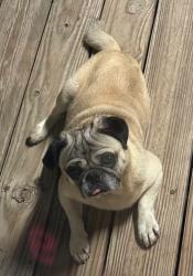 Lost Male Dog last seen trout street , Houston, TX 77093