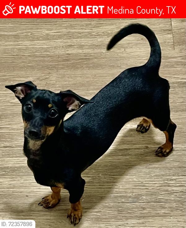 Lost Male Dog last seen Country rd 5720, Medina County, TX 78009
