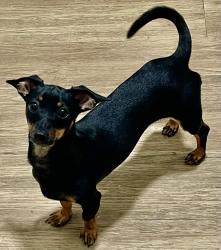 Lost Male Dog last seen Country rd 5720, Medina County, TX 78009