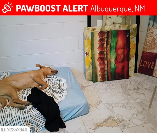 Albuquerque, NM Lost Female Dog, Shelby Is Missing PawBoost