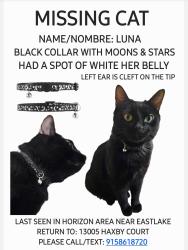 Lost Female Cat last seen Eastlake, El Paso, TX 79928