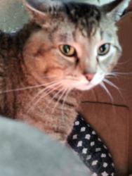 Lost Male Cat last seen Stolen from locked indoor storage unit at Bluemound court while moving, Appleton, WI 54914