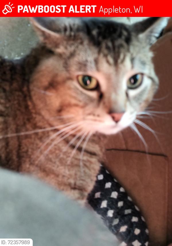 Lost Male Cat last seen Stolen from locked indoor storage unit at Bluemound court while moving, Appleton, WI 54914