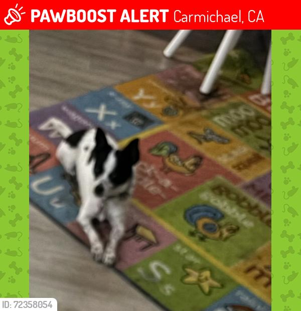Lost Female Dog last seen Winding way, Carmichael, CA 95608