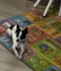 Lost Female Dog last seen Winding way, Carmichael, CA 95608