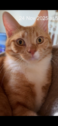 Lost Male Cat last seen Dalkeith street , Busby, NSW 2168