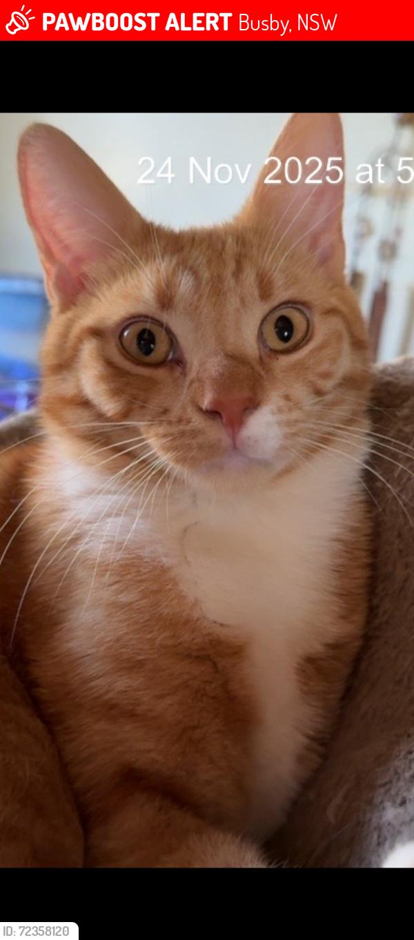Lost Male Cat last seen Dalkeith street , Busby, NSW 2168