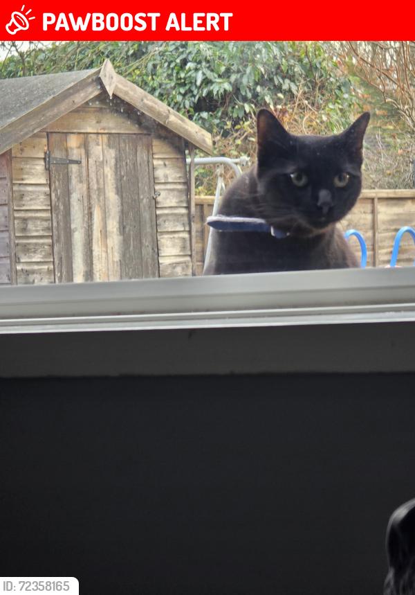 Lost Male Cat last seen PERKYN ROAD, Leicester, England LE5 2EW