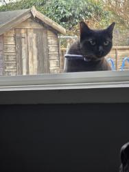 Lost Male Cat last seen PERKYN ROAD, Leicester, England LE5 2EW