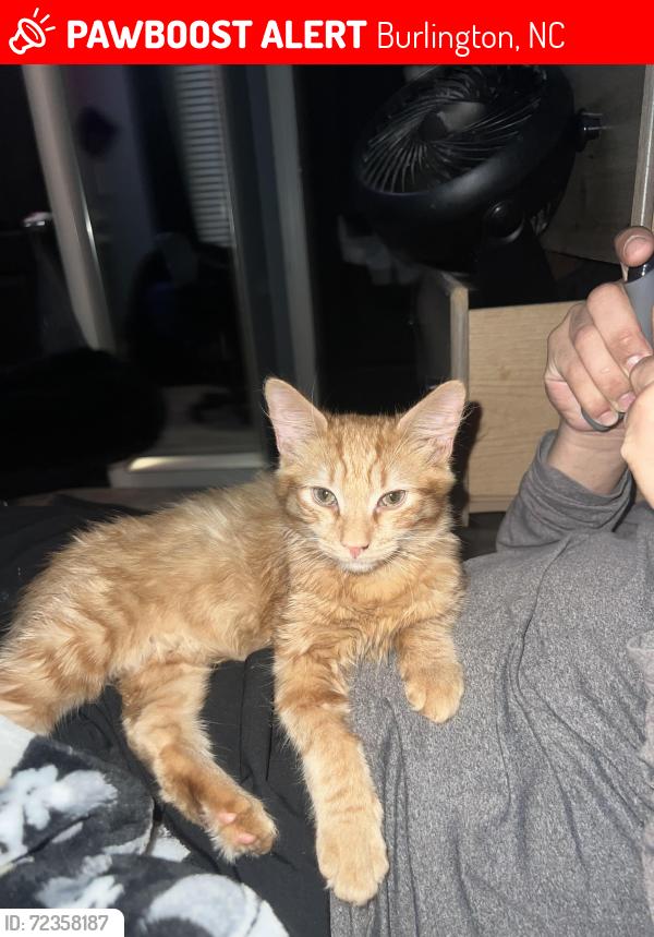 Lost Male Cat last seen Thistle drive, Burlington, NC 27217