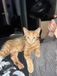 Lost Male Cat last seen Thistle drive, Burlington, NC 27217