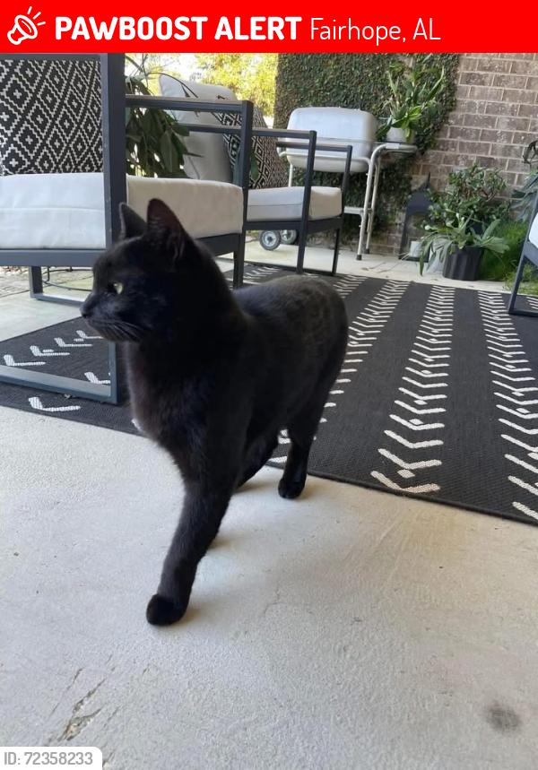 Lost Male Cat last seen Whittington ave and Bonaventure Street corner, Fairhope, AL 36532