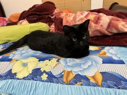Lost Male Cat last seen Near ridge view drive watauga TX 76137, Watauga, TX 76137