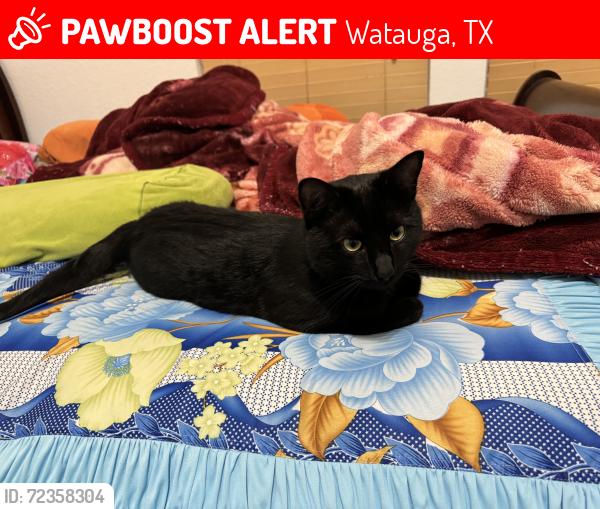 Lost Male Cat last seen Near ridge view drive watauga TX 76137, Watauga, TX 76137