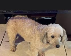 Lost Female Dog last seen Brothers/s gas station , New Orleans, LA 70126
