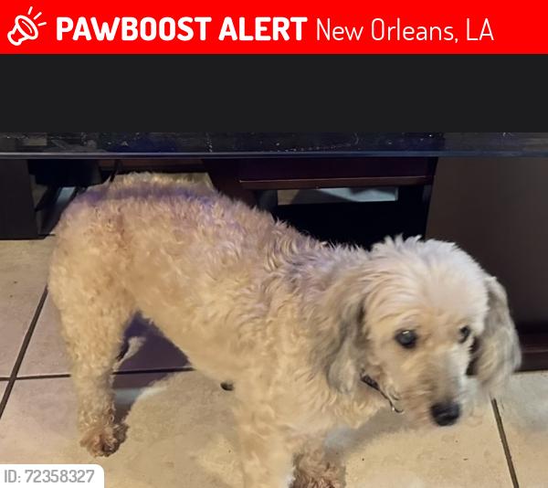 Lost Female Dog last seen Brothers/s gas station , New Orleans, LA 70126