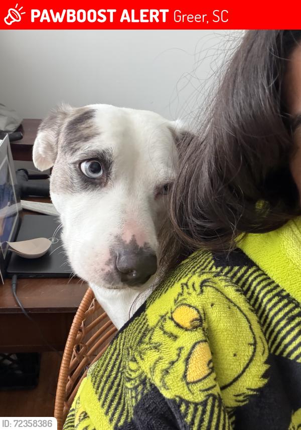 Lost Male Dog last seen Dunbar near Kirby st, Greer, SC 29651