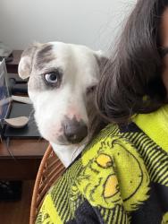 Lost Male Dog last seen Dunbar near Kirby st, Greer, SC 29651