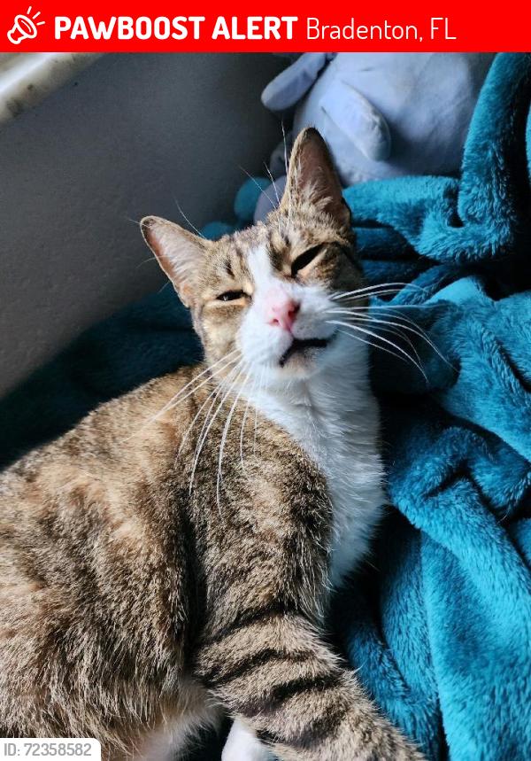 Lost Male Cat last seen 15th Street West and 30th Ave W, Bradenton, FL 34205