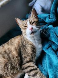 Lost Male Cat last seen 15th Street West and 30th Ave W, Bradenton, FL 34205