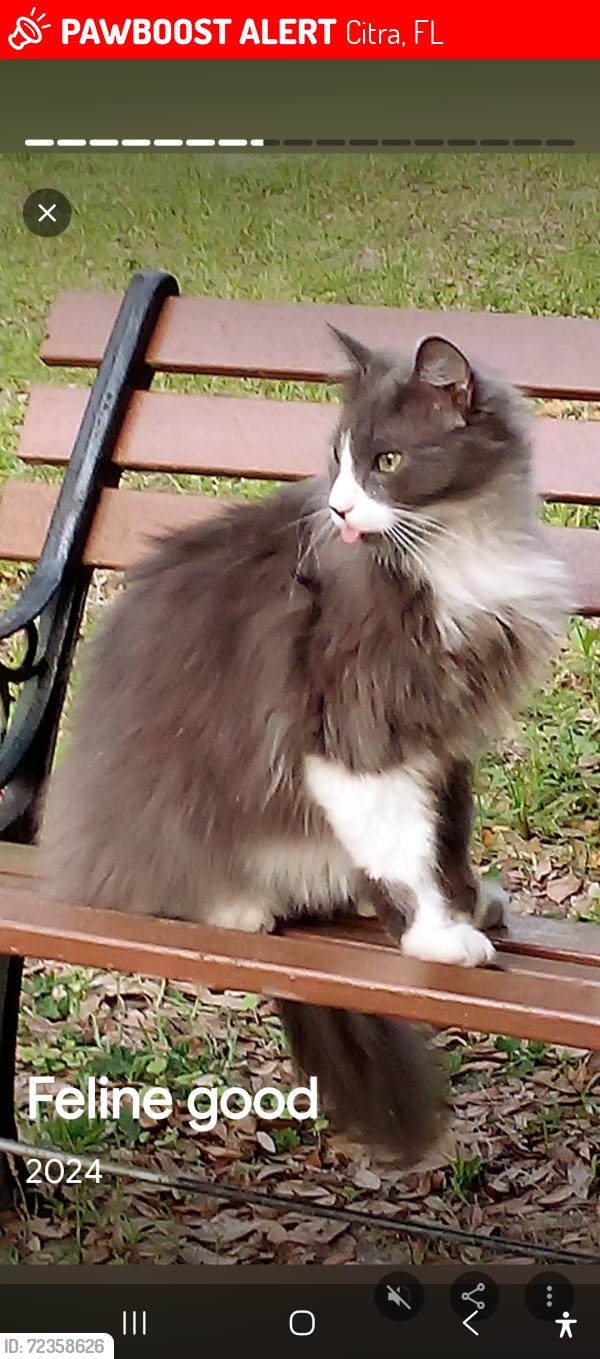 Lost Male Cat last seen Wanda's Dog Rescue , Citra, FL 32113