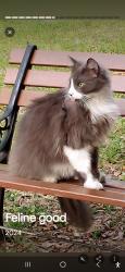 Lost Male Cat last seen Wanda's Dog Rescue , Citra, FL 32113