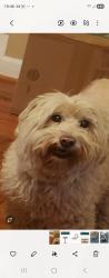Lost Male Dog last seen Sparrows point area, Edgemere, MD 21219