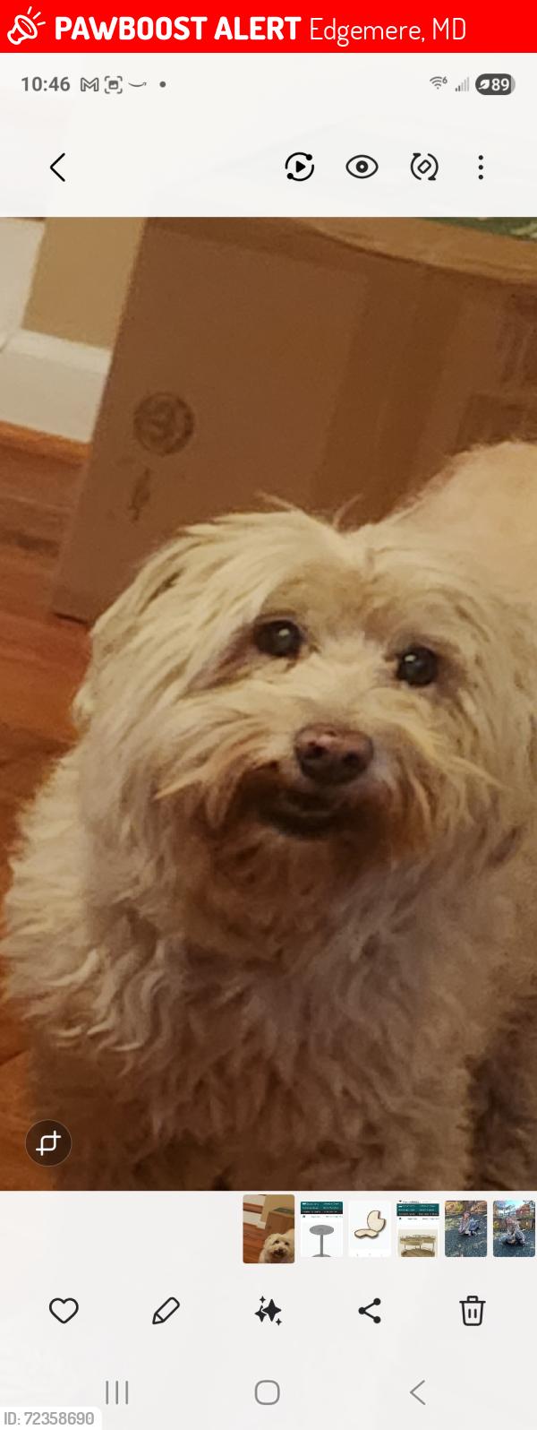 Lost Male Dog last seen Sparrows point area, Edgemere, MD 21219