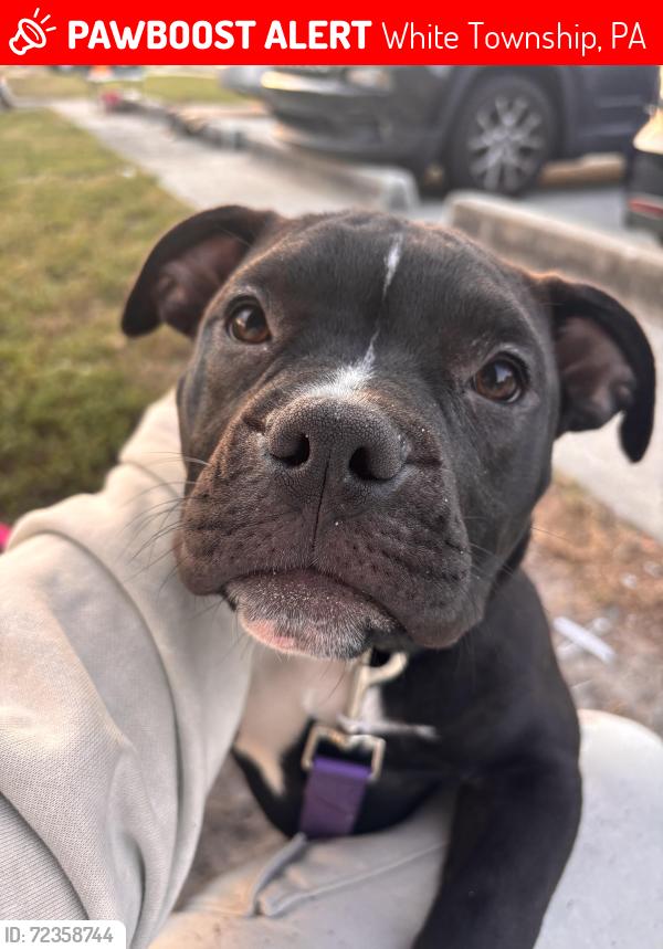 Lost Female Dog last seen Marlin Rd, Pumor Placke Bum, Rockledge fl , White Township, PA 15701