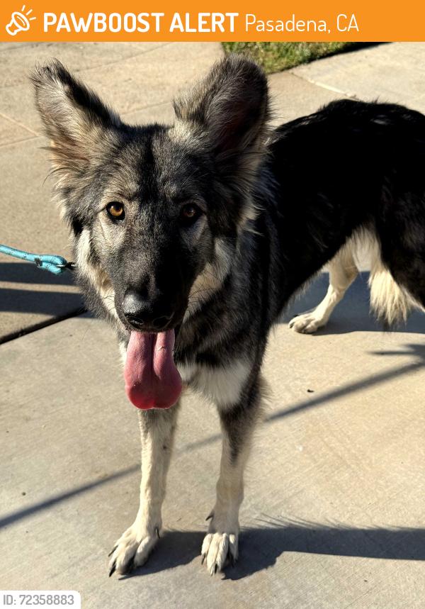 Pasadena, CA Stray Dog Found Near Pasadena high school | PawBoost