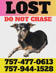 Lost Female Dog last seen Wythe Creek Rd, 2 Tree Park, Poquoson, VA 23662