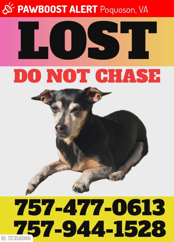 Lost Female Dog last seen Wythe Creek Rd, 2 Tree Park, Poquoson, VA 23662