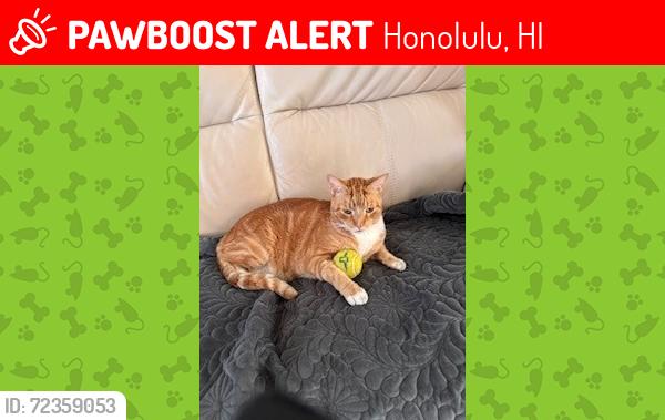 Lost Male Cat last seen Lunalilo  Road and Wailua, Honolulu, HI 96825