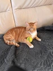 Lost Male Cat last seen Lunalilo  Road and Wailua, Honolulu, HI 96825