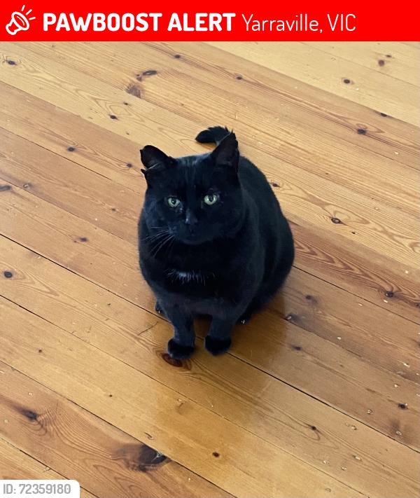 Lost Male Cat last seen Sanderson Street & Ballard Street, Yarraville , Yarraville, VIC 3013