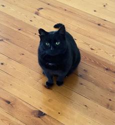 Lost Male Cat last seen Sanderson Street & Ballard Street, Yarraville , Yarraville, VIC 3013