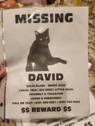 Lost Male Cat last seen Bonn Drive, Frederick's Creek, Old San Antonio Rd, Lattimore, Boerne, TX 78006