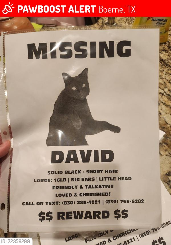 Lost Male Cat last seen Bonn Drive, Frederick's Creek, Old San Antonio Rd, Lattimore, Boerne, TX 78006